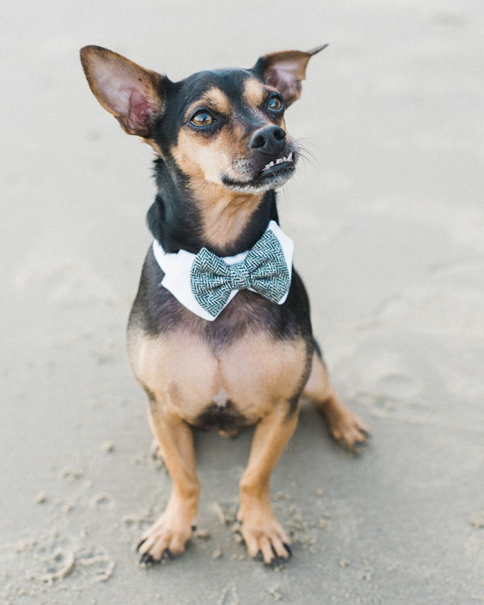 A handsome little dog wearing a bow tie and collar smiling with his bottom teeth.
