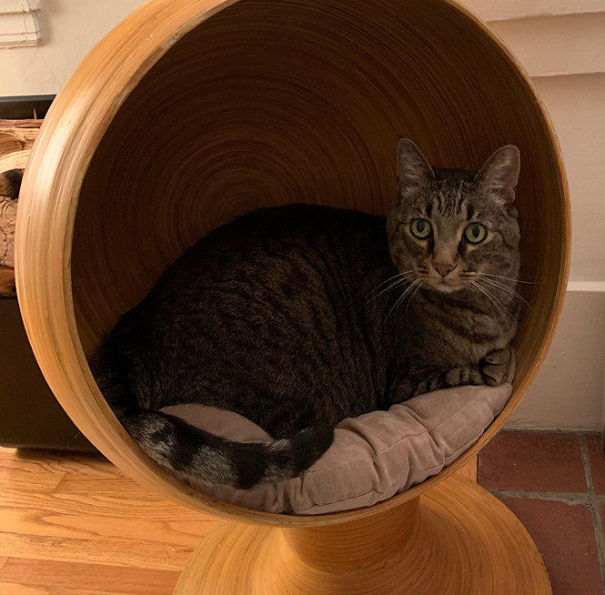 A cat looking suave while sitting in a bowl chair and staring into the distance.